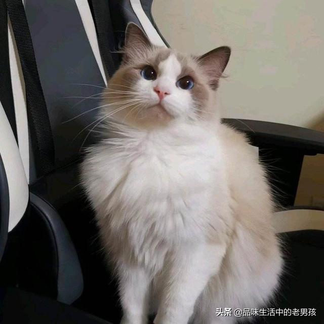 嘉兴布偶猫园:第一次养猫养起司还是布偶？