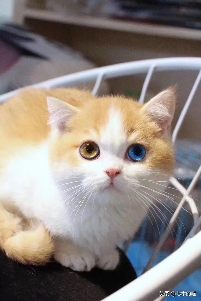 正规猫舍短腿猫:正规猫舍都是怎么解决种猫发情到处乱尿的？ 长腿猫和短腿猫打架