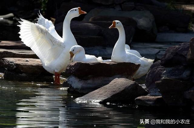 家里养的大鹅的祖先是什么动物:家里饲养的大鹅的祖先是什么动物 大雁和鹅有什么区别？他们有什么物种关系？