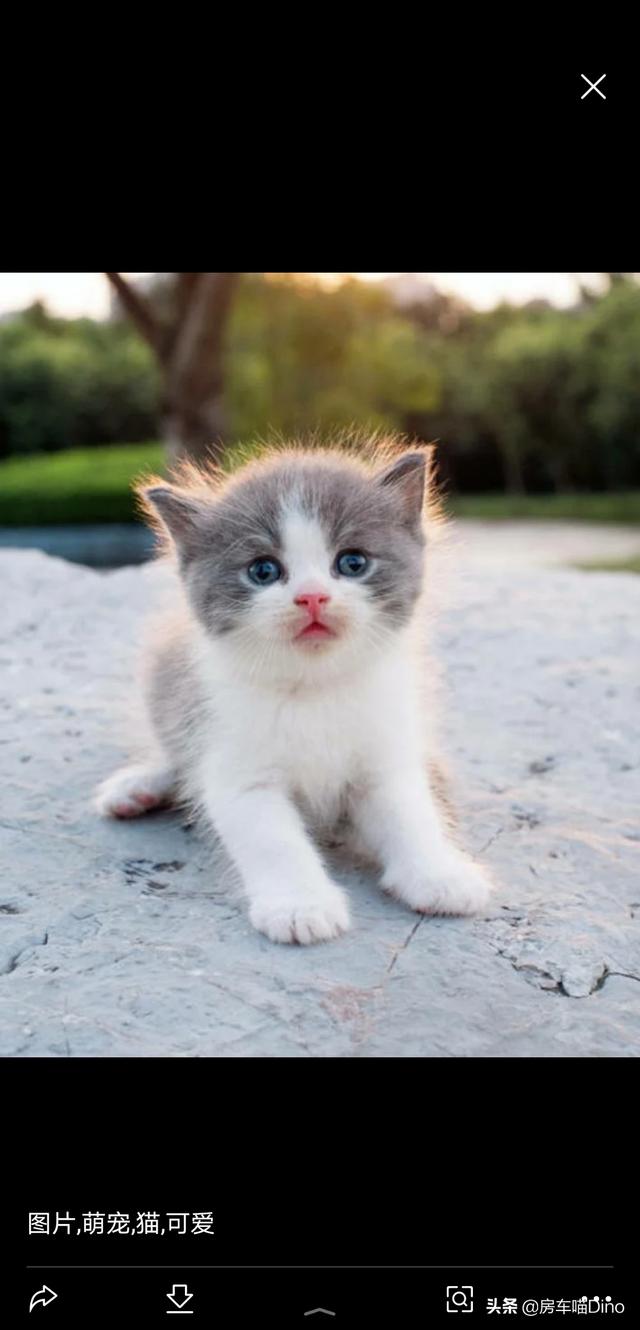幼猫波斯猫价格:请问鸳鸯眼纯白长毛狮子猫多少钱一只？哪里有卖的？