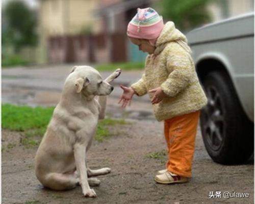 训练狗狗大小便:怎样训练狗狗到外面拉尿？
