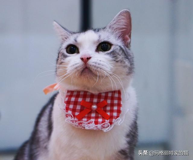 低端天然猫粮:有没有什么便宜点的猫粮推荐？