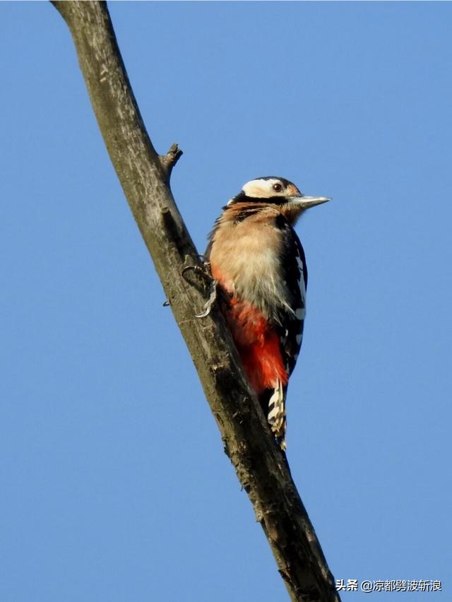 头条问答 - 尼康p1000打鸟怎么样?(7个回答)