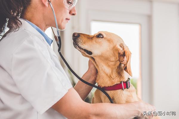 罗威纳幼犬到家:新买回家的狗狗需要注意什么？