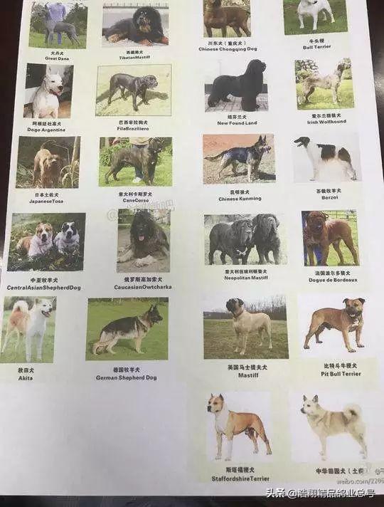 吉林男子违规饲养烈性犬被罚款4000元,犬只被收容, 你怎么看？