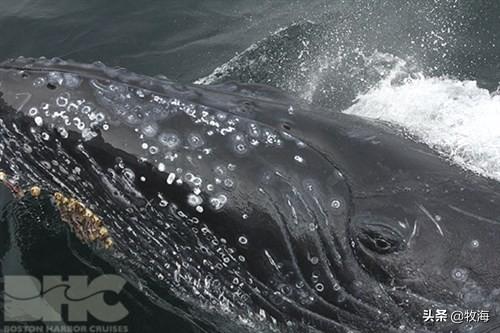 鲸鱼肚子里水怪，许多鲸鱼身上都有的密密麻麻的东西是什么