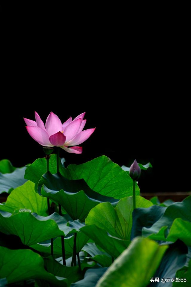 搞不好就是记录了,荷叶需要记录吗?需要创意需要意境.