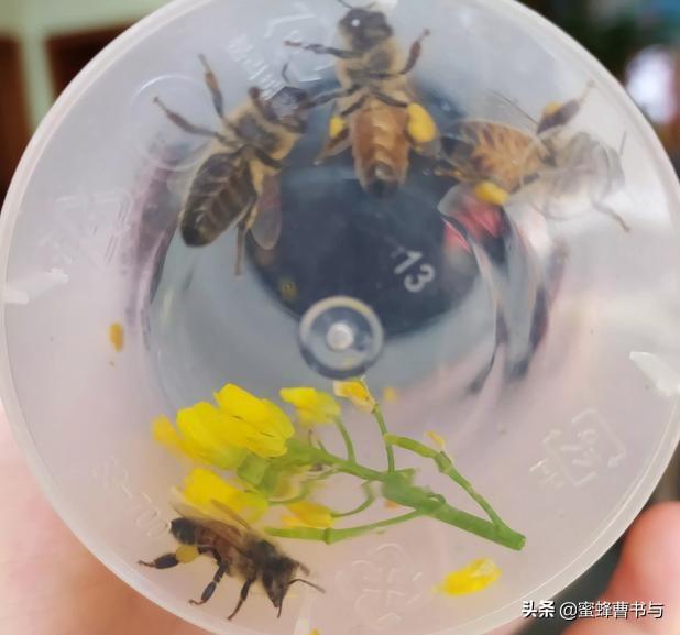 头条问答 如果把蜜蜂收集起来 会得到蜂蜜吗 2个回答