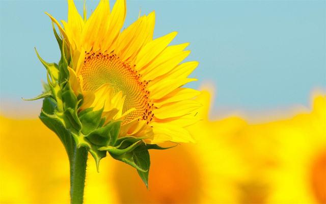 一生好运最旺的生肖:十二生肖中，最可能飞黄腾达的是哪个？
