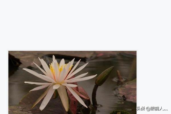 睡莲的养殖方法和注意事项花百科:睡莲怎么种？种植的方法？