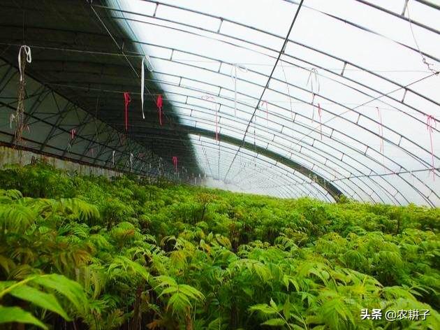 大棚种植,现在种什么最赚钱？