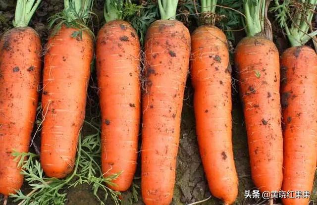 胡萝卜种植,山葫萝卜可以人工养殖吗？