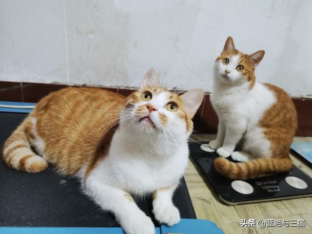 家家猫:家家猫电视购物 被猫抓伤后，需要注射狂犬疫苗吗？