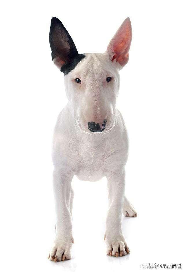 成年杜高犬价格:哪些品种的狗狗价格比较昂贵，不适合普通家庭？