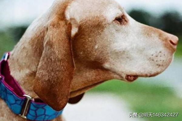 柯利犬可以用拜宠清吗:狗身上长寄生虫，该怎样防治呢？