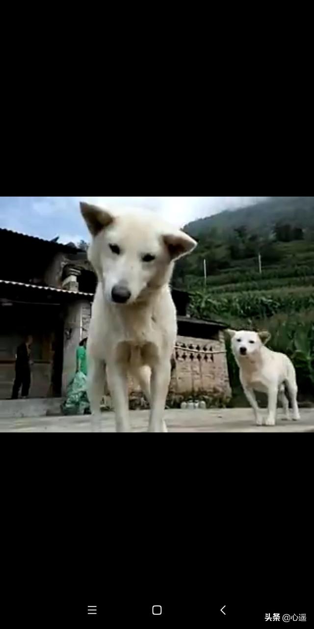 忆宠物摄影:如何用正确的姿势和猫合影，以提升照片的艺术感？ 宠物摄影价格表