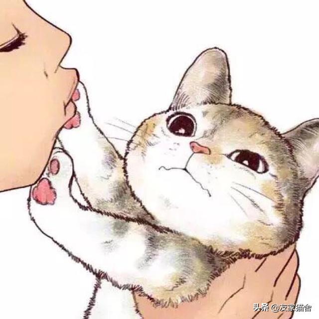 ramical金枪鱼猫粮价格:选购猫粮有什么技巧？有什么牌子的猫粮性价比高？