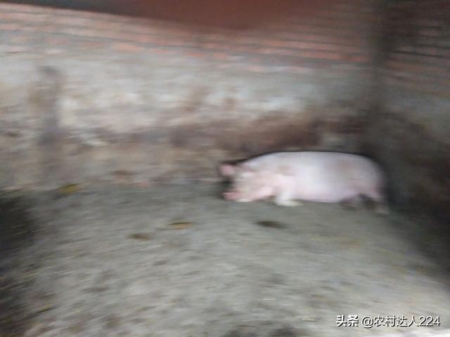 母猪全部产死胎的原因:母猪产死胎啥原因 母猪下死胎没长成，怎么回事？