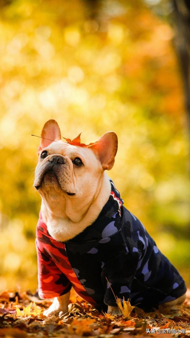 黑龙江法老王猎犬价格:世界上最贵的狗狗到底是什么品种？有何特点呢？