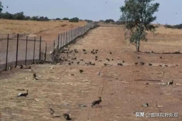 澳洲野犬:澳大利亚为什么会野兔成灾？
