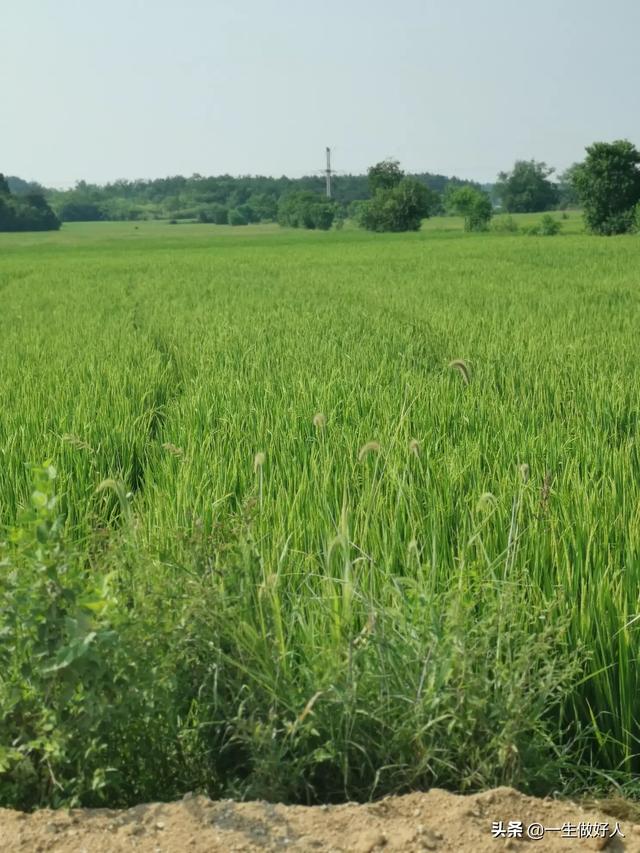 种植水稻补硅方法，水稻产量太低，有什么办法