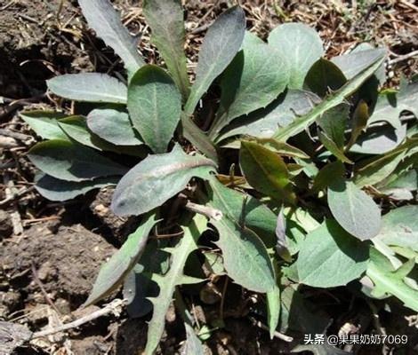 农村的哪种野菜不用炒,就可以直接吃？