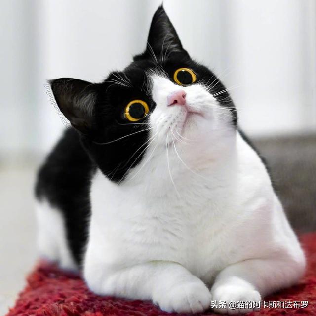 猫咪肾衰竭腹水怎么办:猫得了肾病，今后需要注意什么？