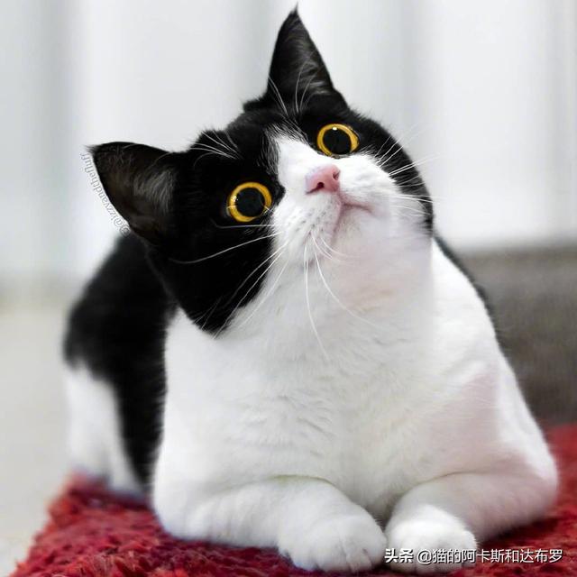 猫咪肾衰:猫咪的肾衰竭怎么治疗？需要吃什么药物？