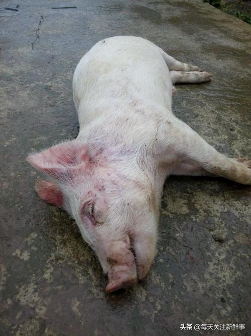 呕吐死:猪高烧41度打了针退烧针，出现呕吐之后就死了，是什么原因？