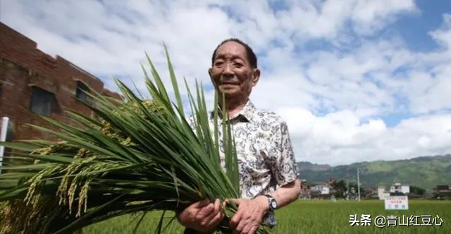 在袁隆平和杨振宁两位科学家中选一位最崇拜者,您会选谁？