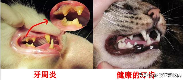 猫咪猎手:怎么从一窝猫咪中挑选出猫王？