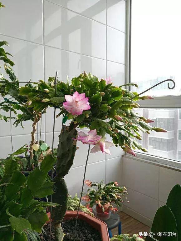 室内最好的观赏植物:十大室内观赏植物 室内养花，养几种花比较好？