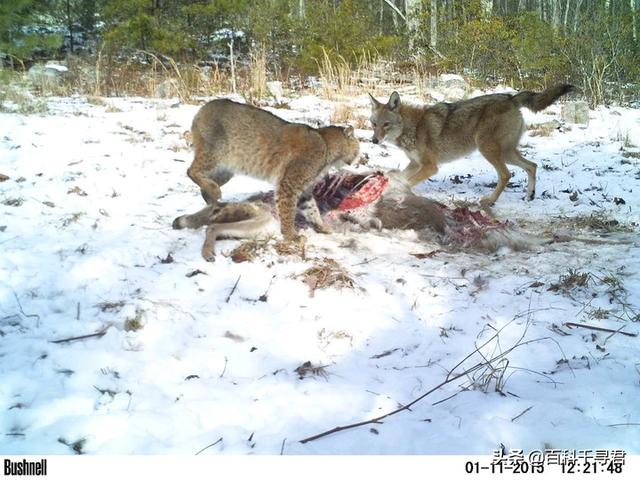 美国卷耳猫幼崽:美国短尾猫打的过郊狼吗？ 美国卷耳猫幼崽多少钱一只