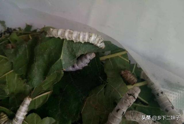 蚕宝宝图片:用粮食喂养的鸡生的鸡蛋和用饲料喂养的鸡生的鸡蛋有什么区别？