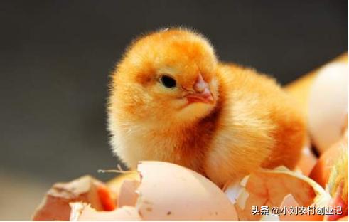 治疗肉鸡大肠杆菌病的药:鸡肚子里有黄水是什么病？有什么药可以治？
