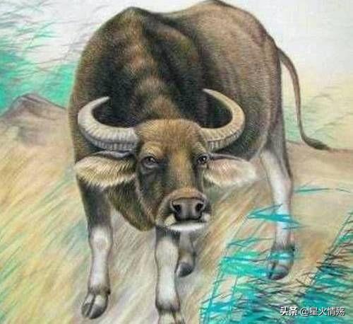 男属鸡女属牛相配吗婚姻,最近看到说男怕属鸡，女怕属牛。是真的吗？