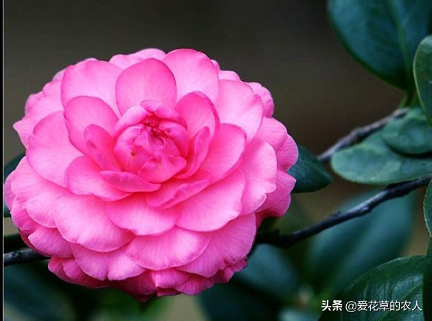 头条问答 上盆1月的茶花不长新叶怎管理 15个回答