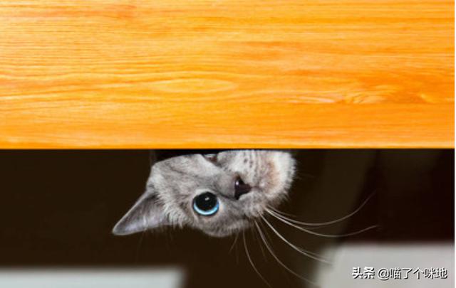 为什么猫咪能缩在小盒子里面:猫养在纸箱子里，然后把猫粮和猫砂放在纸箱里面，这样可以不？