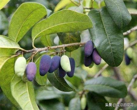 桂花树种子辨认:金桂银桂丹桂四季桂怎样区别？