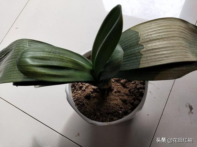 观叶植物营养液花之侣:能用稀释的营养液浇君子兰叶片吗？怎么样？