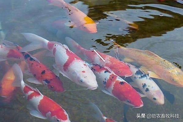 日本锦鲤鱼的饲养方法:锦鲤养殖的方法与技巧有什么，锦鲤养殖前景和利润如何？