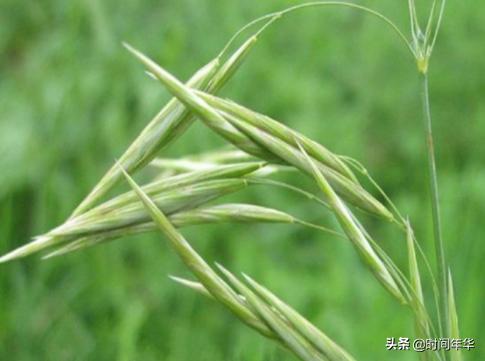 优先能打住多花黑麦草吗:麦田中的恶性雀麦草和多花黑麦草怎样治？