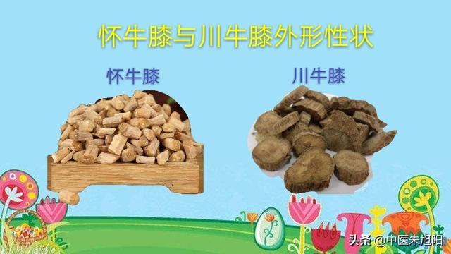 牛膝骨的意思是什么:果脯鸭片和风味牛膝骨的专业配方及做法是什么？