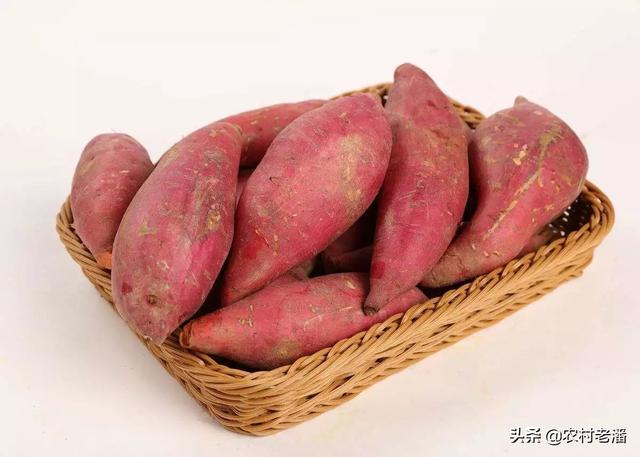 红薯这样保存放半年也不烂，红薯怎么保存，多少温度最好