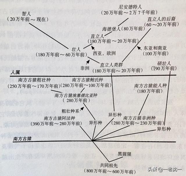 跗猴和类人猿:人类和现代类人猿的根本区别是直立行走，还是使用工具？