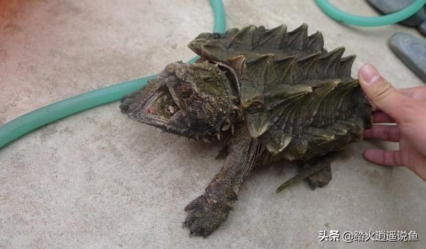 鳄鱼龟怎么养:怎么养鳄龟？需要注意什么？ 鳄鱼龟怎么养殖