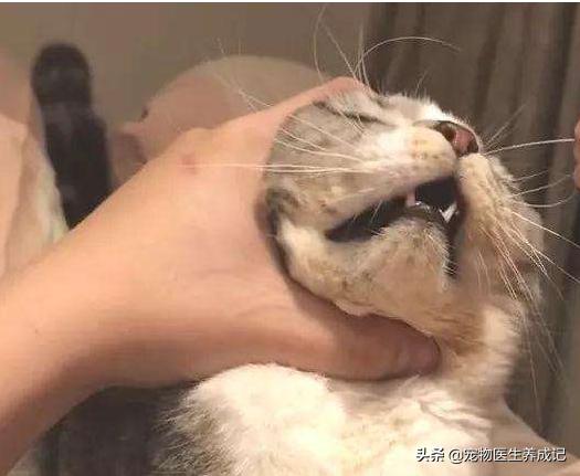 猫的训练:猫的训练方法如下 不打猫，怎么样才能让猫变乖？