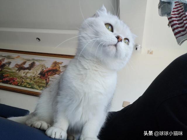 辅猫吧:家里人不让养猫了怎么办？