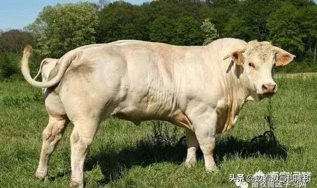 泰国小香猪适合在家里养吗:之前很多创业者放养的小香猪，为什么现在却少有人养了？