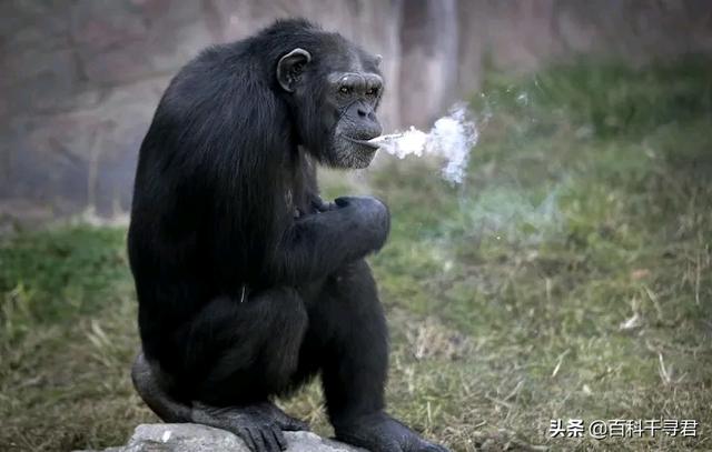 山地大猩猩:为什么感觉花豹经常能轻易杀死黑猩猩和大猩猩并且捕食？